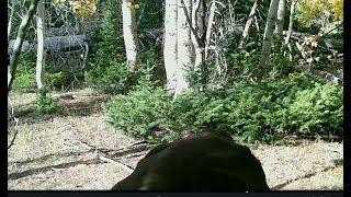 Rock Creek Sasquatch Project At Wasatch Bigfoot Hotspot