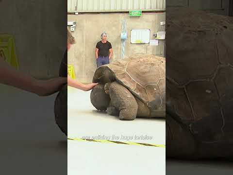 Video: Vai milzu bruņurupucis bija tiešraidē?