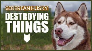 How To Stop Your SIBERIAN HUSKY DESTROYING Things