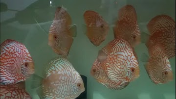 Hồ Cá Dĩa Đẹp Đủ Màu - Colorful Discus Aquarium - Vũ Hiền Entertain