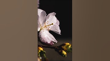 تلاوة عطرة من القرآن الكريم #قرآن #دويتو #اكسبلور #راحة_نفسية #الجزائر #لايك #الحمد_لله #قران