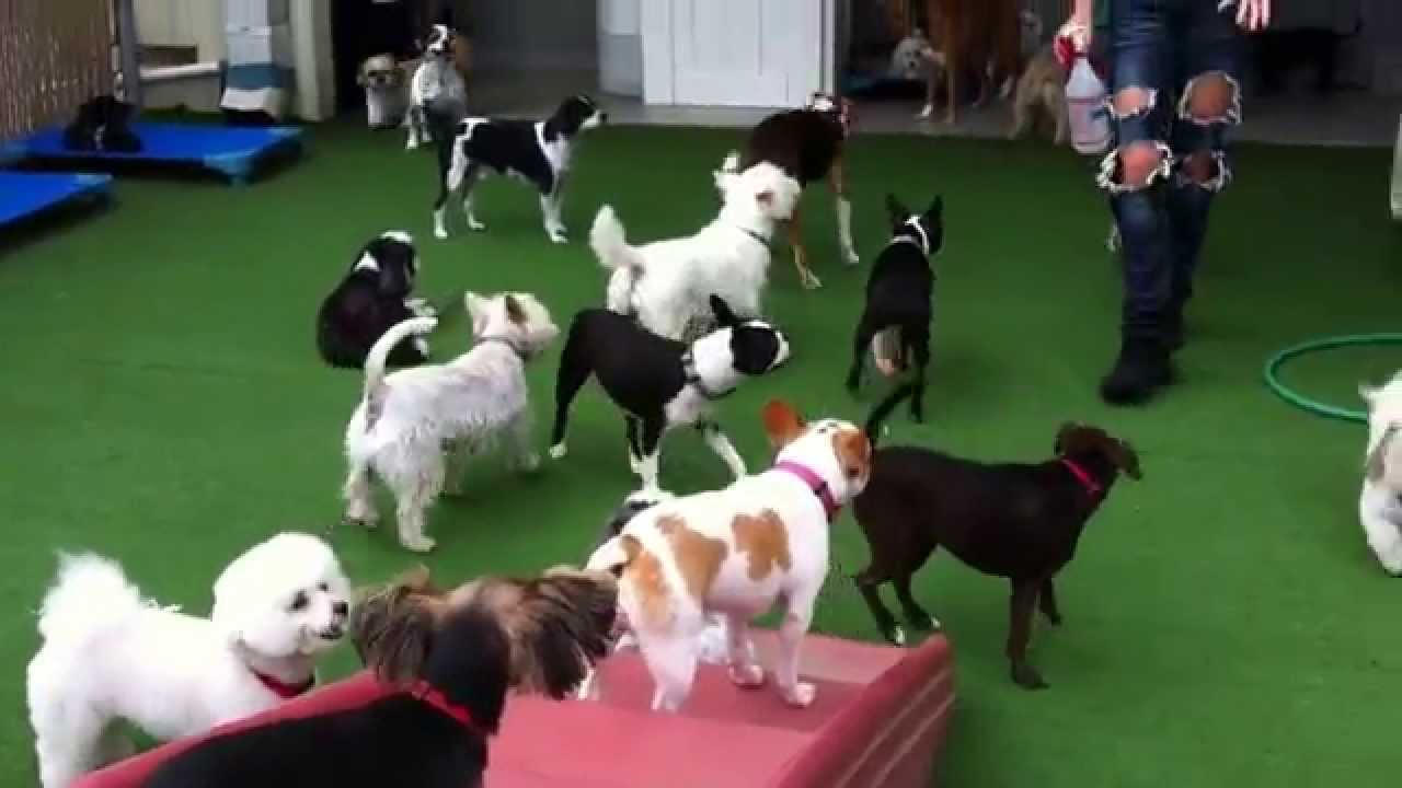 small dog daycare