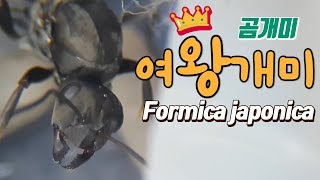 곰개미 여왕을 채집해서 개미집 만들어주기 Formica japonica