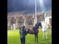 مروان الشقب الحصان العربي marwan al shaqab