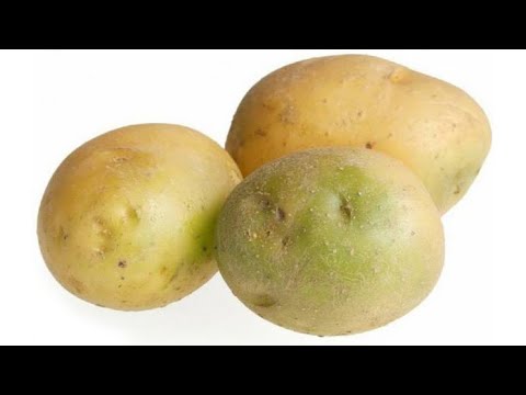 Почему позеленевший картофель смертельно опасен