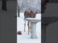 #birds #animals #snow #beautyofnature #viral #ytshorts