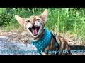 Frodo the Toyger Meowing Very Happy Outside の動画、YouTube動画。
