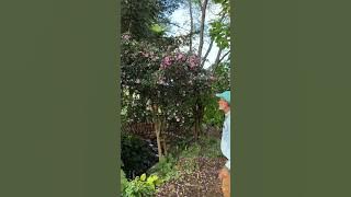 Camellia sasanqua 'Otome sazanka' is a fall blooming double-pink