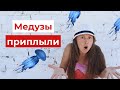 Железный порт / Медузы приплыли / Топ 8 приятных фактов про медуз