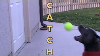 Throwback Thursday Bella The Staffy Catch The Ball, Girl