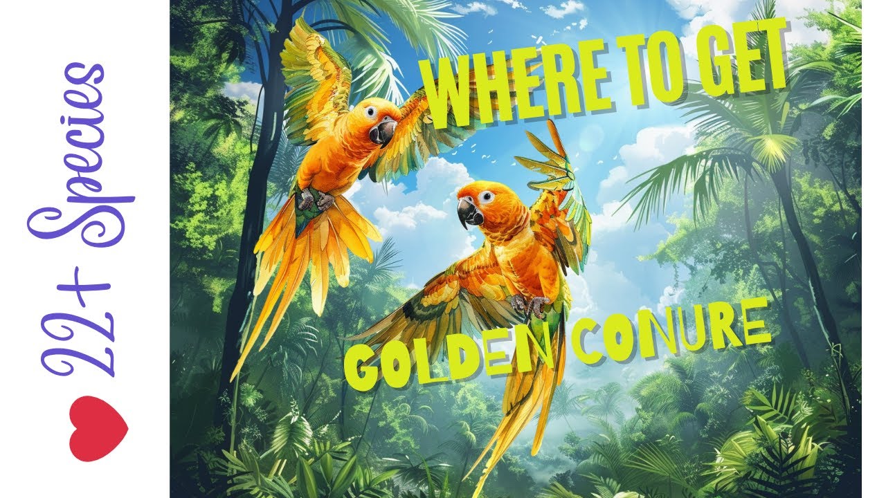 Where To Get A Golden Conure | 