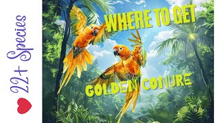 Where To Get A Golden Conure | #parrot_bliss #goldenconure by Parrot Bliss 577 views 2 months ago 5 minutes, 33 seconds