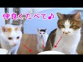 頑張るシバシバお目めの猫のりおさん【今日のニャンコ】その241