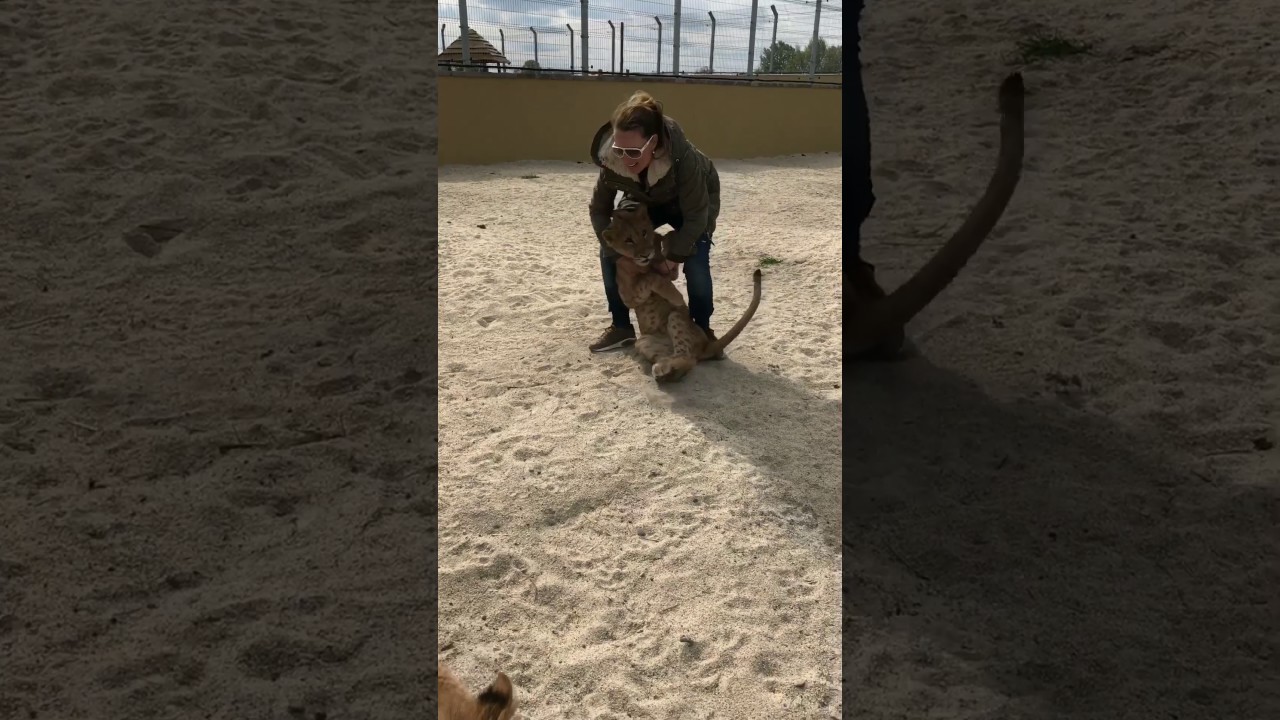 malkia park cena Baby lion hug 😻