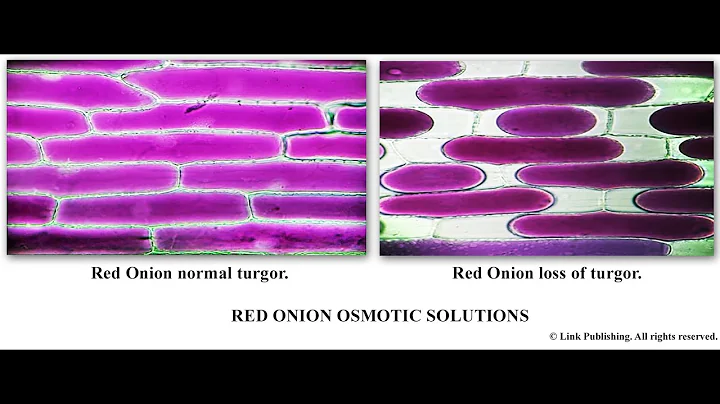 Red Onion Osmosis (Shows loss of turgor by adding hypertonic solution)