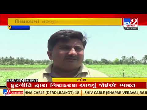 Bumper yield of Watermelon in Gir-Somnath district during winter | TV9News