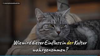 Raspberry Pi: Geniale Projekte, Katzen, und die Bastler-Revolution
