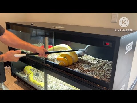 Reticulated Python taking a rabbit. *DISCLAIMER* Feeding video. Not for ...