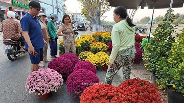 Cập nhật giá hoa vạn thọ đẹp, hoa cúc mâm xôi tại chợ hoa Long Xuyên | Long Xuyên TV