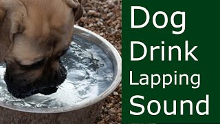 Dog Drinking Sound, Dog Sound Effects