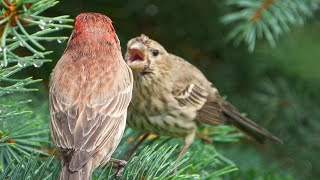 How's my Breath?  House Finches in 4K