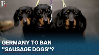 Germany's Dachshunds Under Threat as Government Proposes Breeding Ban