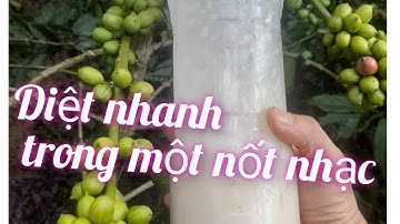 Cách làm bả diệt kiến trên cây cà phê siêu nhanh, hiệu quả nhất hiện nay