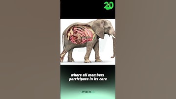 The Marvel of Birth: Understanding the Elephant Baby Process