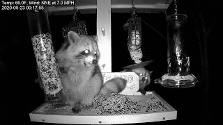 Brownville's Food Pantry - Raccoons in bird feeder 23.05.2020