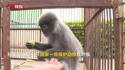 國家一級保護動物灰葉猴落單獲救 - 天天要聞