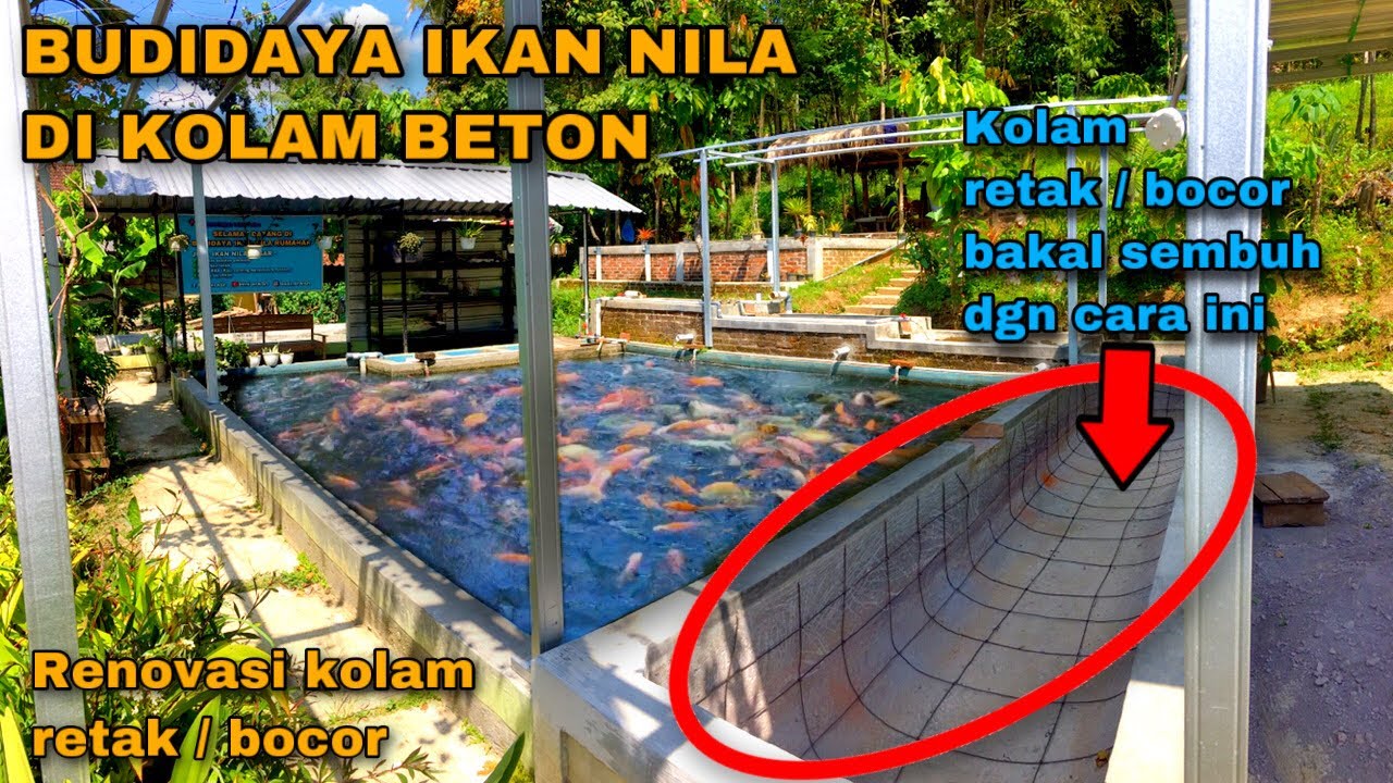 BUDIDAYA IKAN NILA DI KOLAM BETON | RENOVASI KOLAM RETAK & BOCOR