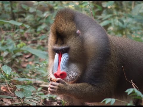 Wild Mandrill Monkeys Encounter In Lekedi Gabon Youtube
