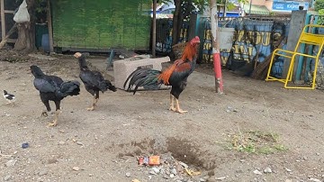 Rooster and hen with chicks on Java Indonesia.