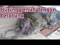 Menolong anak kucing penuh dengan belatung