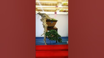 Bonsai cây cảnh dáng thác đổ đẹp lạ #caycanh #bonsai #bonsaitree