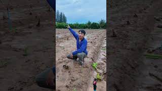 ประโยชน์ ของการปาดหน่อกล้วยใหม่