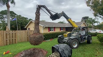 Sylvester Palm Warranty Replacement/Trees and Palms Planted and Guaranteed/50 Years in Business