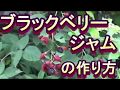 ブラックベリーが取れたのでジャムを作りました。