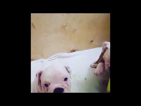 Official FCI-Kennel SHIK DOGI DOG presents: