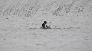 Common Loon fight