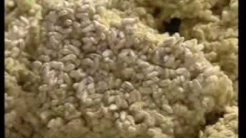 Tương Bần - Hưng Yên