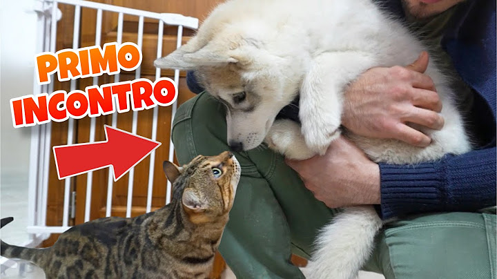 OUR PUPPY MEETS THE KITTENS FOR THE FIRST TIME 🥹❤️🙀 | MARTY AND YUKO