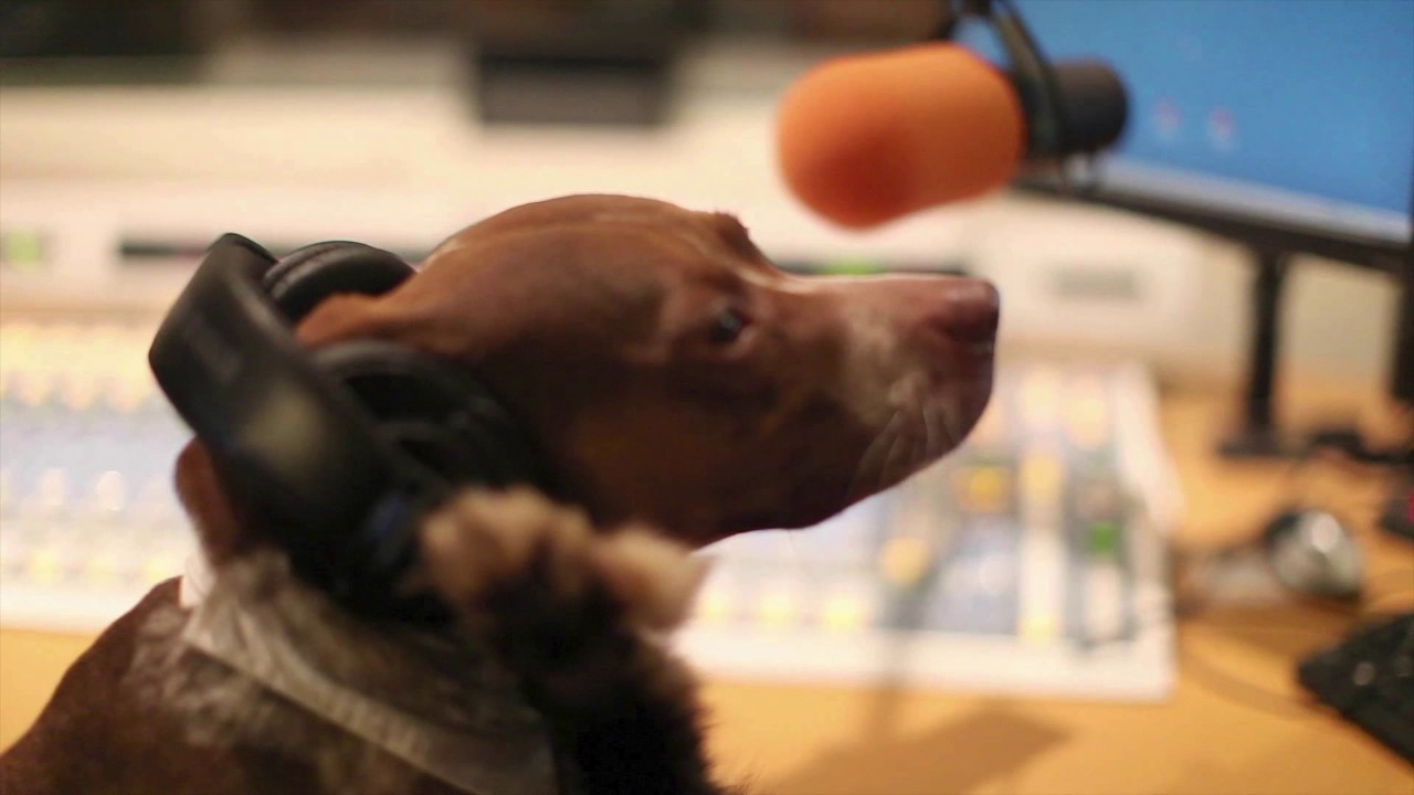 Everything Dogs Final Radio Advert YouTube