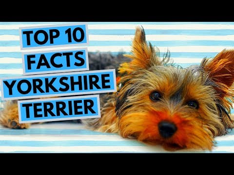 yorkshire-terrier---top-10-interesting-facts