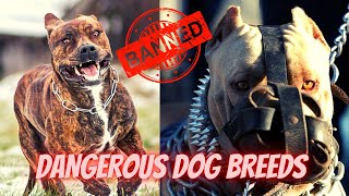 Top 14 Banned Dogs in the World | Most Dangerous Dog Breeds in the World | Universe unique animals by Universe Unique Animals 2,424 views 2 years ago 7 minutes, 52 seconds