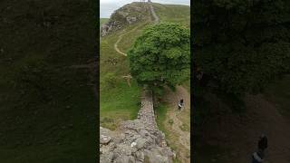 Sycamore Gap Tree Hadrians Wall