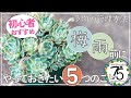 【多肉植物】初心者におすすめ！枯らさないための梅雨対策を５つ紹介します！