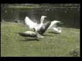 Pelican eats pigeon