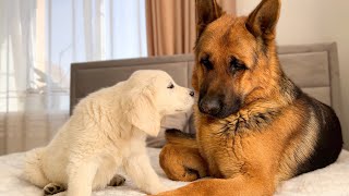 German Shepherd Reacts to Golden Retriever Puppy