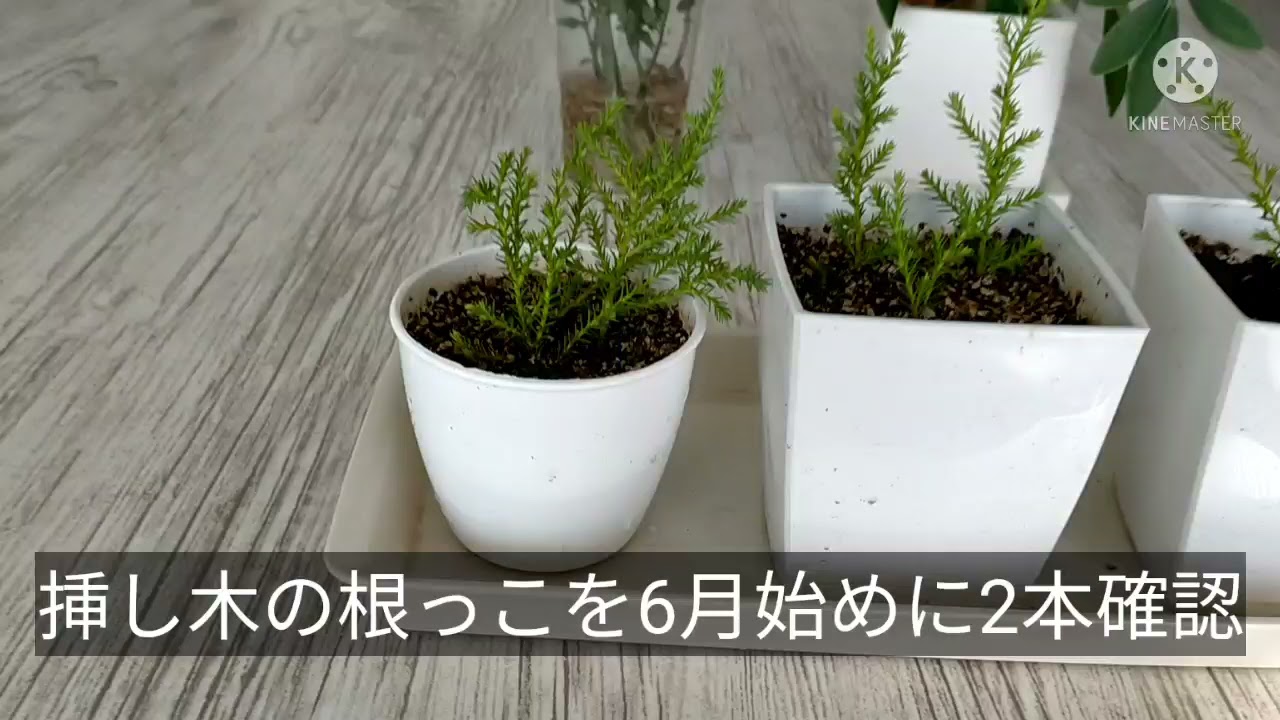 ゴールドクレスト挿し木】 2ヶ月変化無し - YouTube